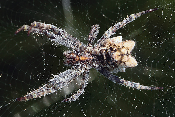 Cyrtophora citricola - Taggia (IM)